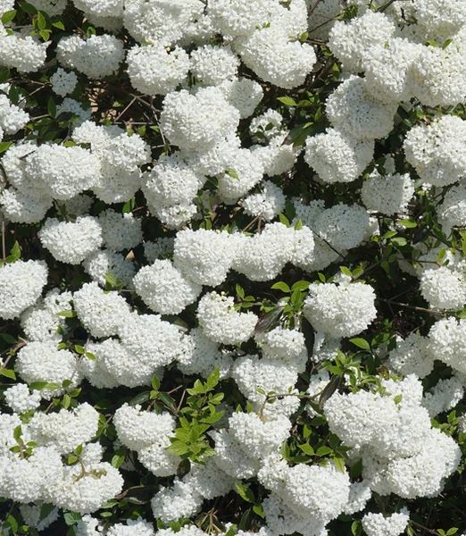 Viburnum 'Eskimo' 100cm kmienok